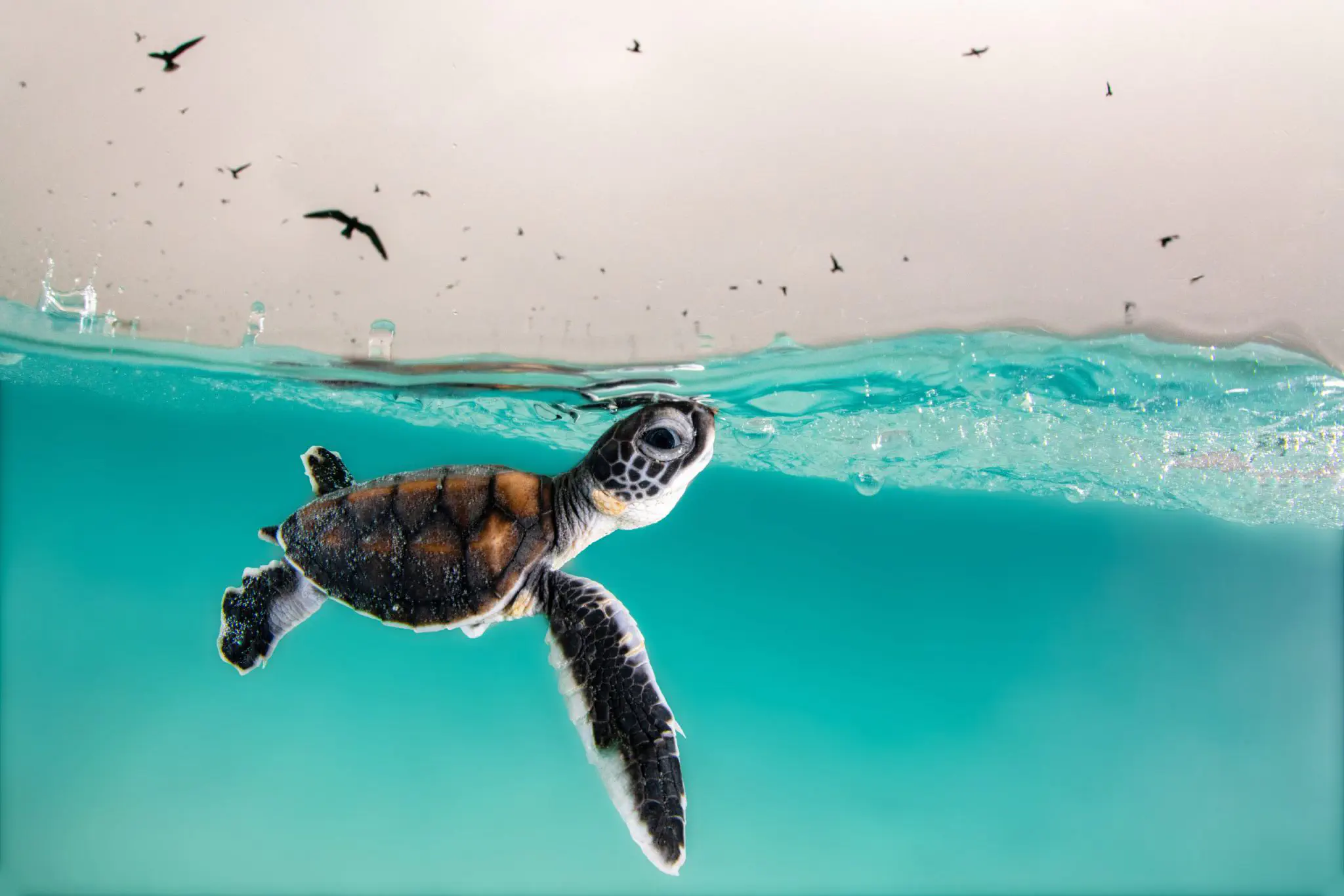 Green Sea Turtle Hatchling by Hannah Le Leu